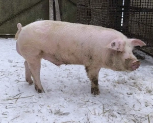 Nagyfehér X Lapály kan süldő  - kép 2