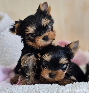 Mini yorkshrie terrier kölykök  - kép 2