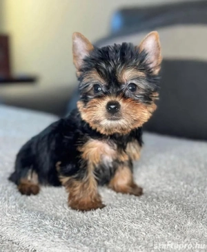 Mini yorkshrie terrier kölykök  - kép 3