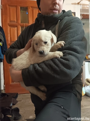 Golden retrieverek - kép 2