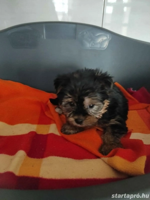 Pici méretű yorki kisfiú - kép 2