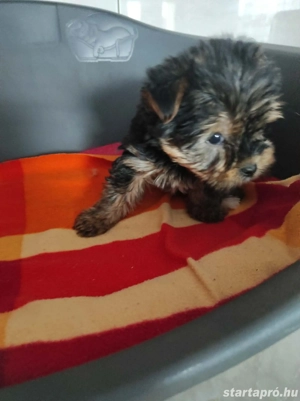 Pici méretű yorki kisfiú