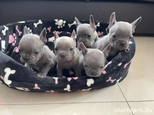 Kék Francia bulldog kiskutyák - kép 2
