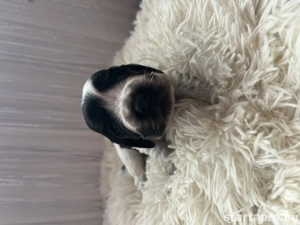 Angol cocker spániel kiskutya - kép 2