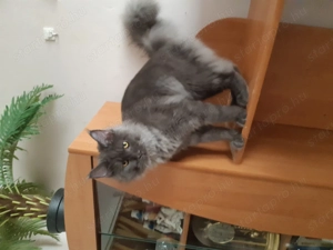 Lakcímet váltanának a fotón szereplő cicák - kép 3