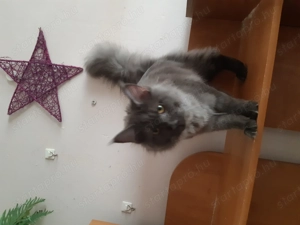 Lakcímet váltanának a fotón szereplő cicák - kép 4