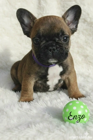 FCI pedigree francia bulldog  - kép 4