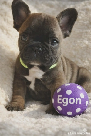 FCI pedigree francia bulldog  - kép 3
