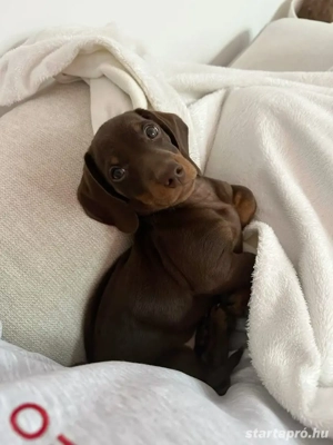 Törpe tacskó kölyök  - kép 2