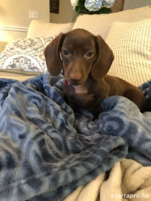 Törpe tacskó kölyök  - kép 3