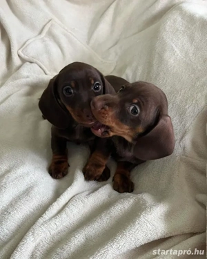 Tacskó kölykök  - kép 2