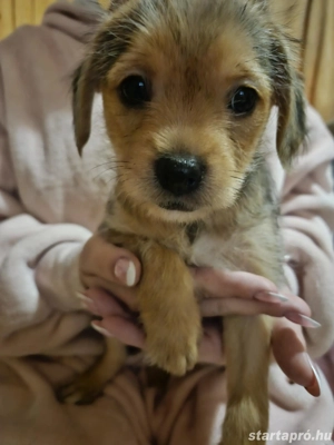 Ingyen elvihető keverék yorki kiskutyák. - kép 3
