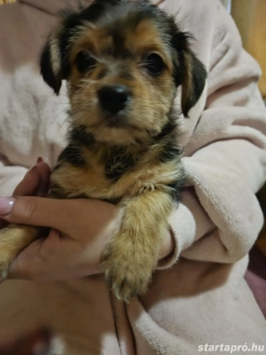 Ingyen elvihető keverék yorki kiskutyák.