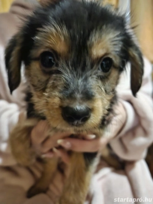 Ingyen elvihető keverék yorki kiskutyák. - kép 2