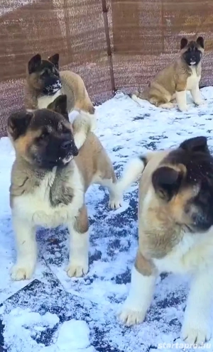 Amerikai Akita szuka kölykök 