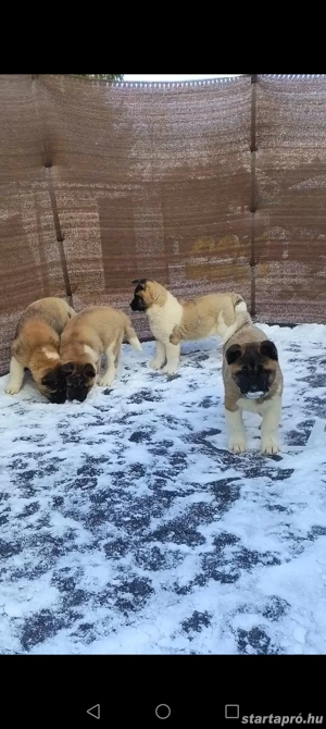 Amerikai Akita szuka kölykök  - kép 2