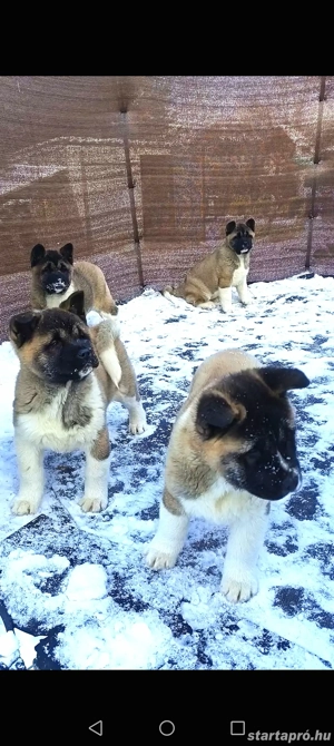 Amerikai Akita szuka kölykök  - kép 3