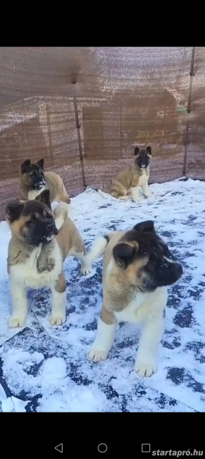 Amerikai Akita szuka kölykök  - kép 7