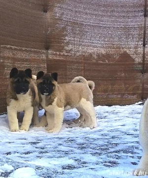 Amerikai Akita szuka kölykök  - kép 5