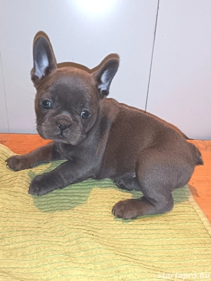 Francia bulldog kölykök  - kép 2