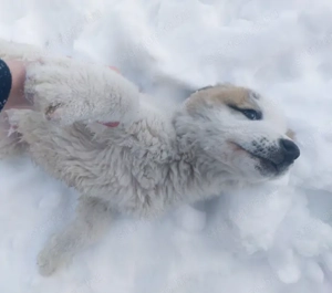 Közép-ázsiai juhászkutya kiskutya - kép 2