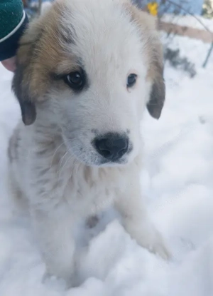 Közép-ázsiai juhászkutya kiskutya - kép 3