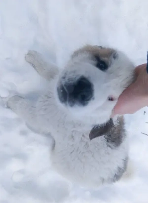 Közép-ázsiai juhászkutya kiskutya
