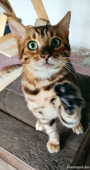 Bengáli macska eladó  - kép 2