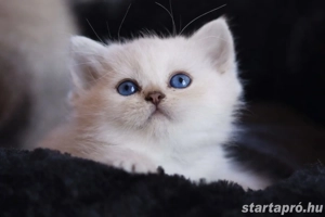 brit rövidszőrű és ritka szép hosszúszőrű cicák eladók 