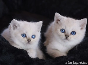 brit rövidszőrű és ritka szép hosszúszőrű cicák eladók  - kép 2