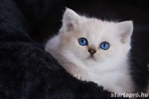 brit rövidszőrű és ritka szép hosszúszőrű cicák eladók  - kép 3
