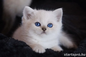brit rövidszőrű és ritka szép hosszúszőrű cicák eladók  - kép 4