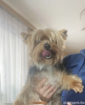 Yorkshire felnőtt szuka