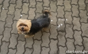 Yorkshire felnőtt szuka - kép 3