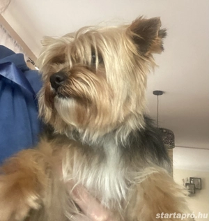 Yorkshire felnőtt szuka - kép 2