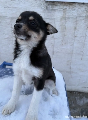 Shiba inu kisfiu - kép 2