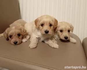 Maltipoo kiskutyák - kép 2