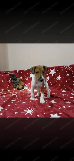 Foxi kiskutyák eladók