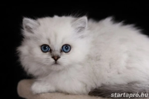brit rövidszőrű és ritka szép hosszúszőrű cicák eladók  - kép 10