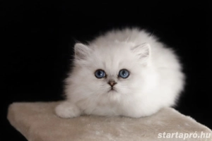 brit rövidszőrű és ritka szép hosszúszőrű cicák eladók  - kép 8