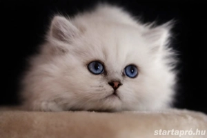 brit rövidszőrű és ritka szép hosszúszőrű cicák eladók  - kép 6