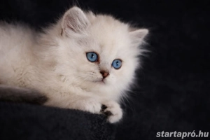 brit rövidszőrű és ritka szép hosszúszőrű cicák eladók  - kép 9