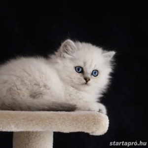 brit rövidszőrű és ritka szép hosszúszőrű cicák eladók  - kép 7