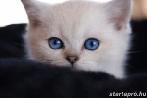 brit rövidszőrű és ritka szép hosszúszőrű cicák eladók  - kép 5