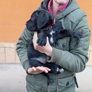 Canecorsopuppy elérhető  - kép 4