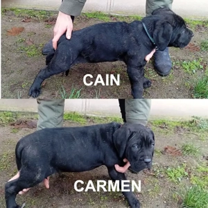 Canecorsopuppy elérhető  - kép 2