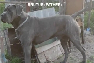 Canecorsopuppy elérhető  - kép 6