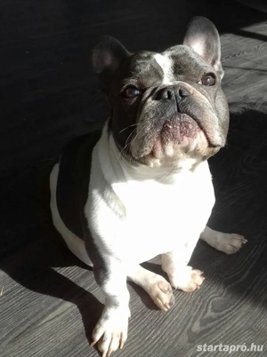 Francia bulldog  - kép 2