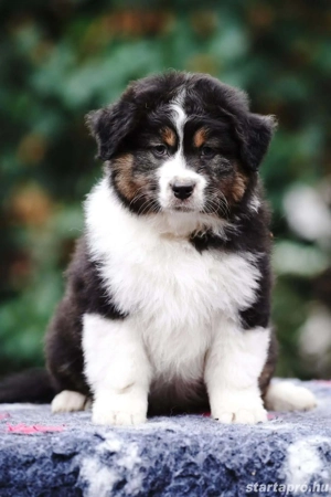 Ausztrál juhászkutya kölykök eladók  - kép 3