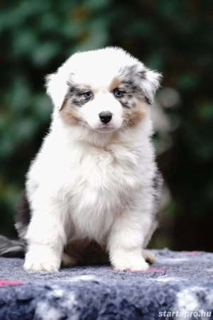 Ausztrál juhászkutya kölykök eladók  - kép 2